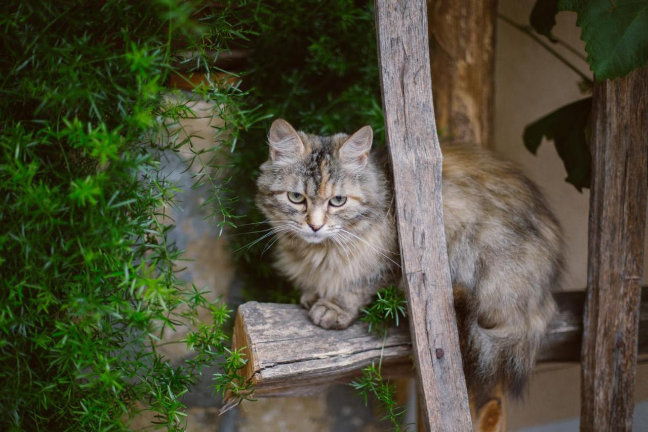 Tourist Farm Firbas Bed & Breakfast Cerkvenjak Dış mekan fotoğraf