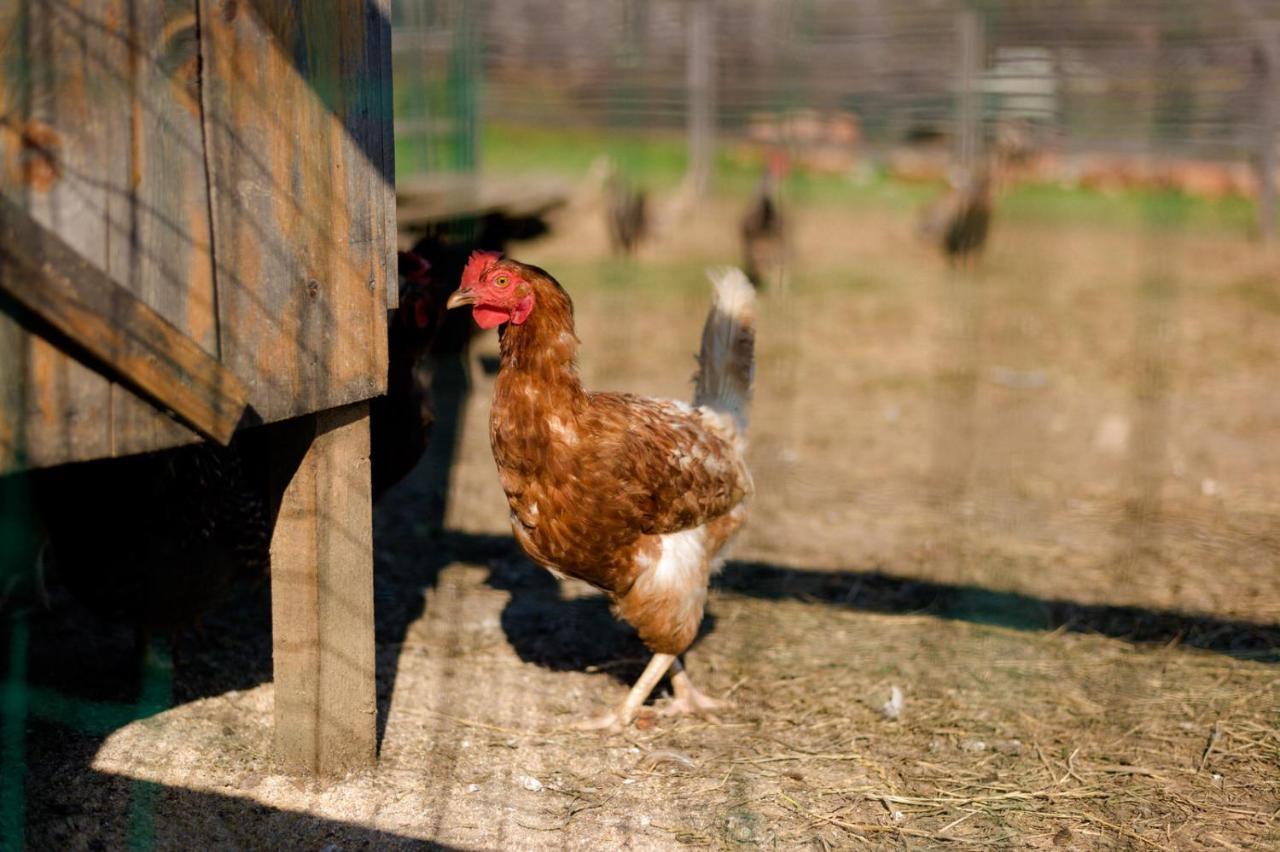 Tourist Farm Firbas Bed & Breakfast Cerkvenjak Dış mekan fotoğraf