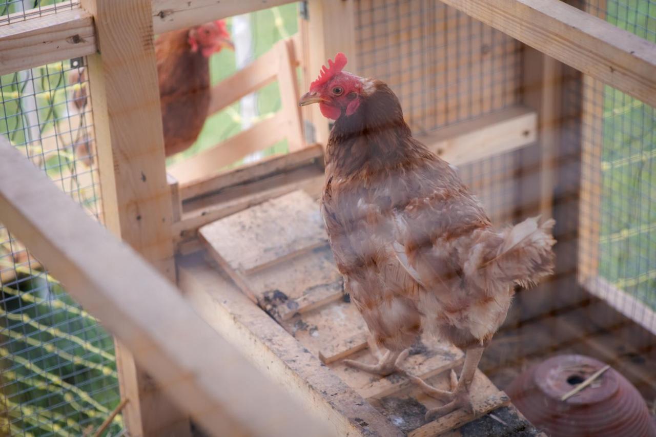 Tourist Farm Firbas Bed & Breakfast Cerkvenjak Dış mekan fotoğraf