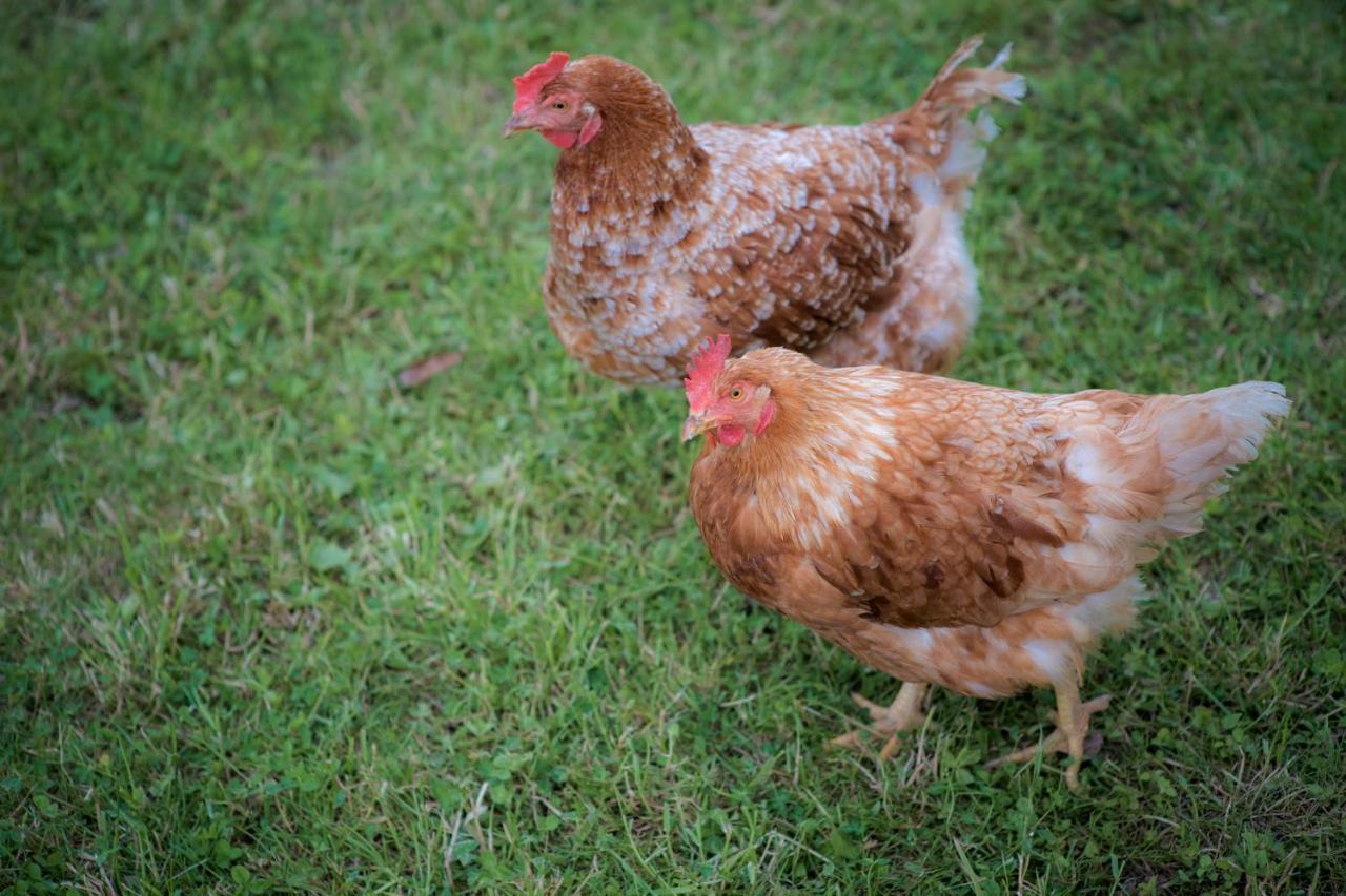 Tourist Farm Firbas Bed & Breakfast Cerkvenjak Dış mekan fotoğraf